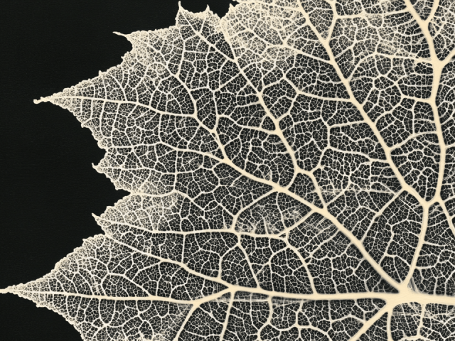 Cream &amp; White Skeleton Leaf on black background